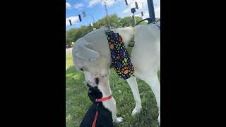 Video preview image #1 Great Pyrenees-Unknown Mix Puppy For Sale in Germantown, OH, USA