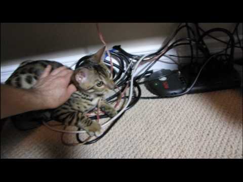 My Bengal KIttens Trying to Sabotage My Computer Linus Tech Tips