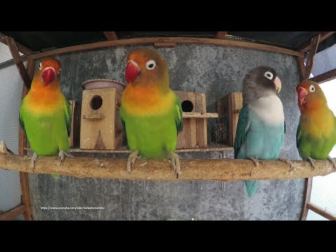 Lovebirds Sounds (2 Hour) - November 20th 2019