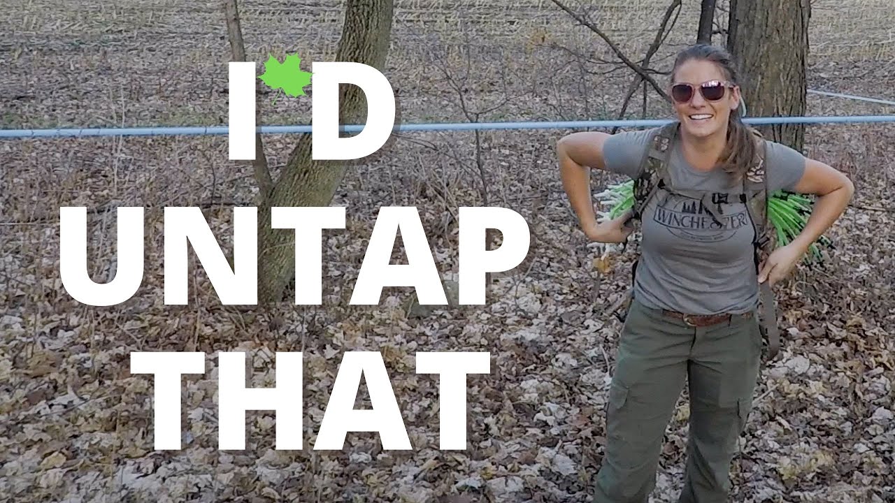 Pulling Spouts from the Maple Trees