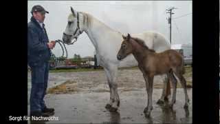 preview picture of video 'Irlandreise, 7  Teil Galway Connemara'