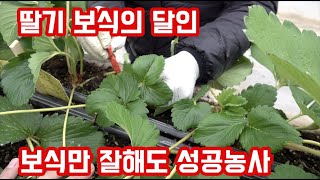 죽어나가는 딸기 보식!! 바쁘시죠? 이 영상 보시고 보식하는 방법 따라해 보세요!!