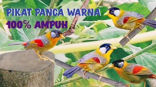 Download lagu suara pikat burung panca warna cepat respon mp3