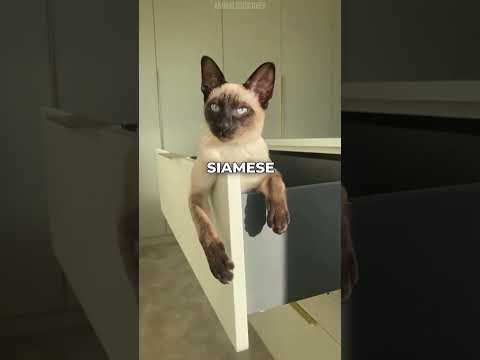 The 3 Best Cat Breeds For Children