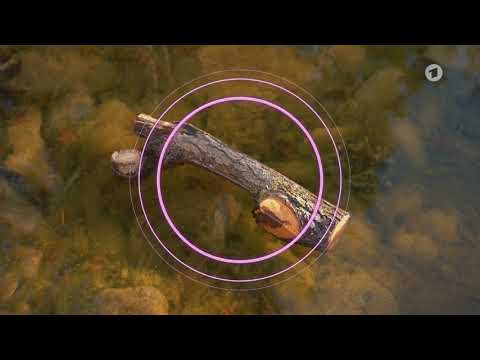 Gegen Algen im Gartenteich