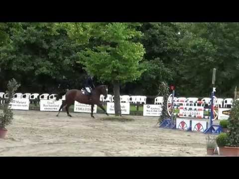 Dufte Biene, 5yo holsteiner mare Cachas x Rocadero (sold)