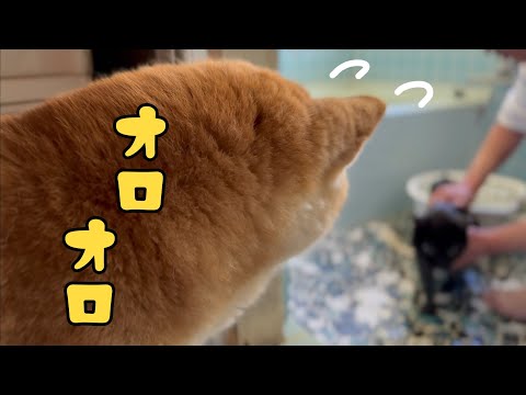 youtube-動物記事1970/01/01 09:00:00