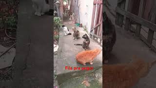 6 de julho de 2026