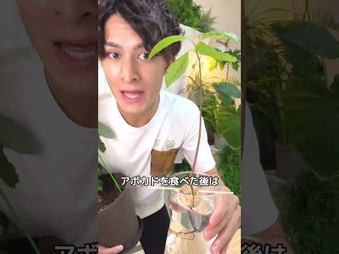 アリウム 太陽の下で花が咲くもの