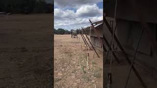 ELEPHANT wondering through camp at Zambezi Expeditions🐘🏕️ #shorts #africanbushcamps #zimbabwe