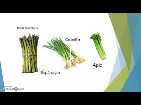 ORGANOLOGÍA VEGETAL