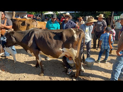 Todo lo que llega al tiangue De San Rafael Cedros había buenos animales 