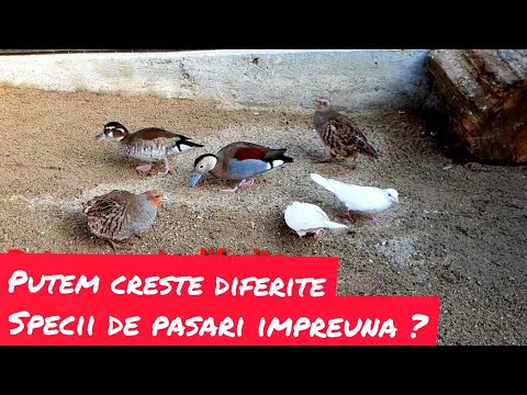 Putem creste mai multe specii de pasari impreuna in voliera ???