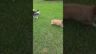 Video preview image #1 Pomeranian Puppy For Sale in Tampa, FL, USA