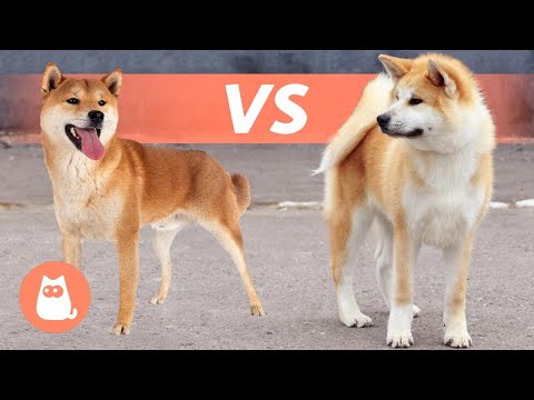 Differences Between SHIBA INU and AKITA INU 🐕 Breed Comparison
