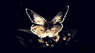 Bassnectar - Butterfly feat. Mimi Page