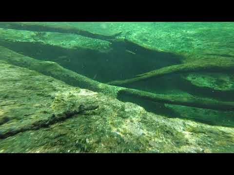 Video of the cave entrance at Blue Spring