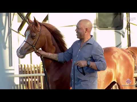 Int  Days for Arabian Horse Ströhen 2023   Ismer Stud Horse Presentation