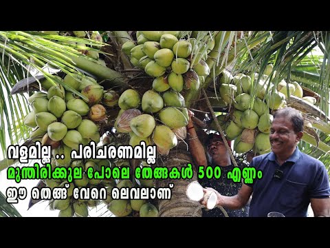 500 ഇൽകൂടുതൽ തേങ്ങകൾ......ഇതാണ് വീട്ടുമുറ്റത്തെ ആ അദ്‌ഭുത തെങ്ങ് I High Yield Coconut Kerala