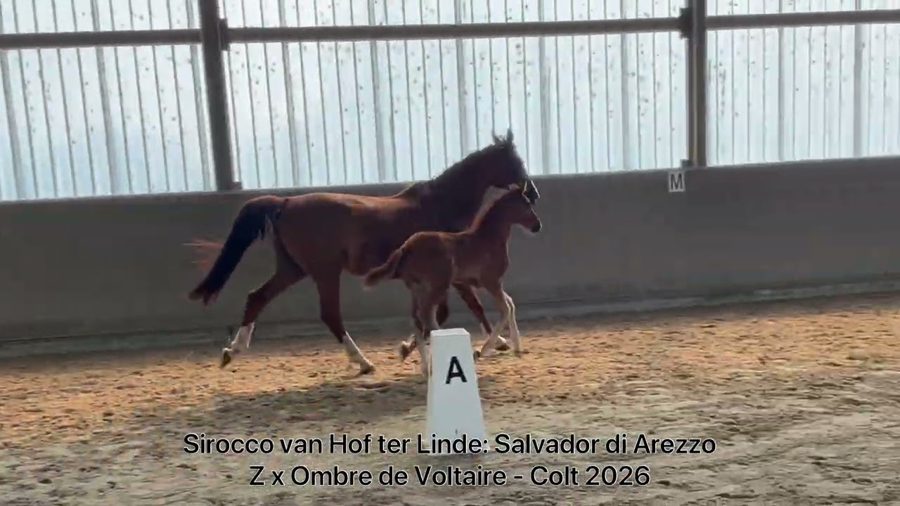 Sirocco van Hof ter Linde Z (SIROCCO DI AREZZO Z x OGANO SITTE) video 1