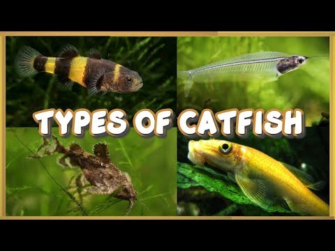 Types of Catfish for Aquarium