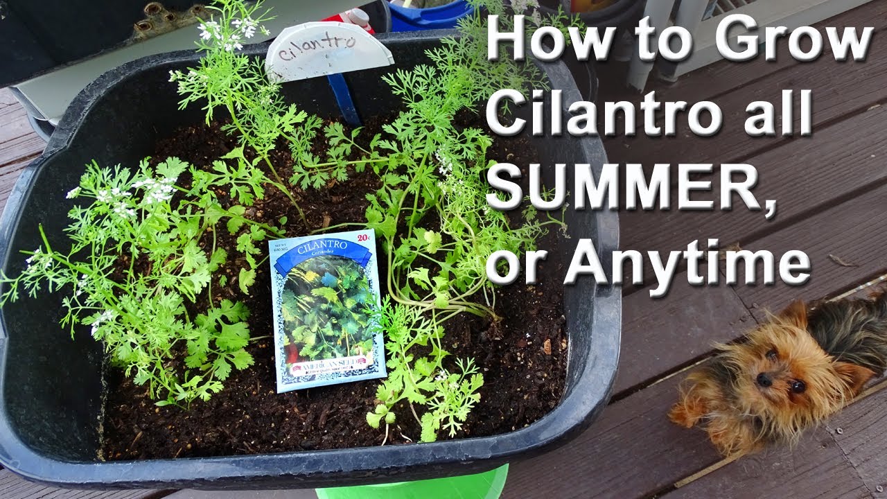 Best Way to Grow Cilantro Coriander Fast & EASY from Seed at Home Indoors & Out Container Garden Tip