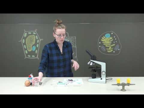 Mikroskopieren einer Zwiebelhaut