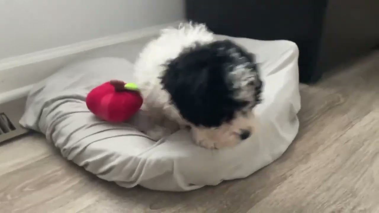 Enlarge Domino, a ADOPTABLE mixed breed in Ellicott City, MD video 6/6