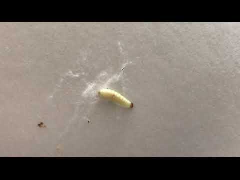 Close Up of an Indian Meal Moth Larvae in Port Monmouth, NJ