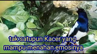 Download lagu Kacer anda stres,bisu pancing dengan suara Kacer ini tak lama pasti nyaut. mp3