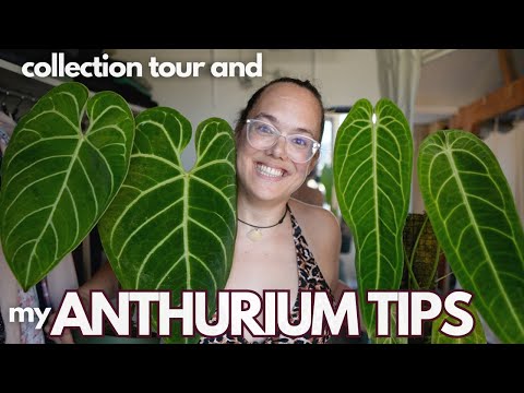 Growing Anthurium: all my tips plus collection tour | Plant with Roos