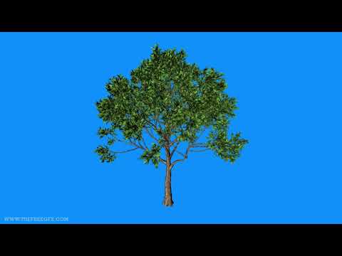 Tree in wind blue screen video