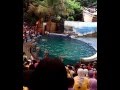 Lumba Lumba Ikan Pintar