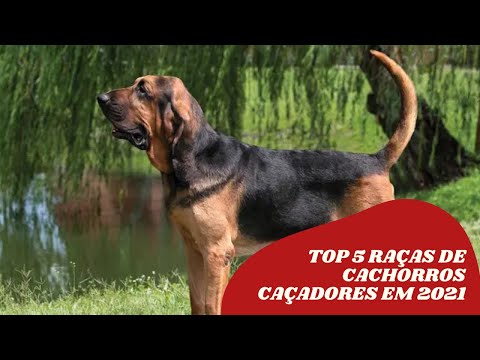 Top 5 Raças de Cachorros Caçadores em 2021