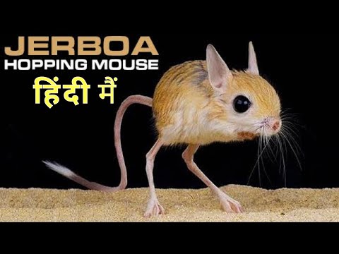 Baluchistan Pygmy Jerboa - Ek Anokhi Prajati || Desert's Hopping Mouse || Wonderful Creatures ||2023