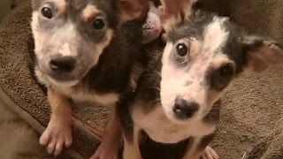 Prince William and Harry: Mexican Street Pups Gone Royal