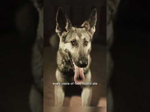 The Dark Life of Hitler’s Dog, Blondi #blondi #germanshepherd #hitler