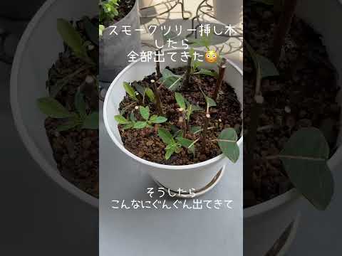 ナチュラルプライバシースクリーン - 覗き見を防ぐバルコニーの植物  庭園