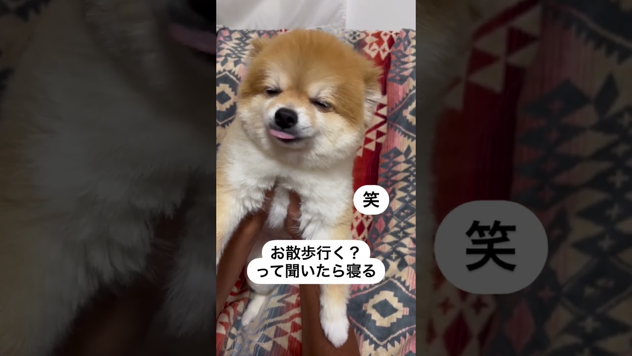 お散歩行く？って聞いたら寝るワンコ