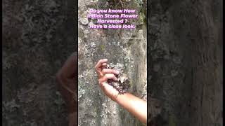 Download lagu Indian Stone Flower Harvest @sivamfarms524 mp3