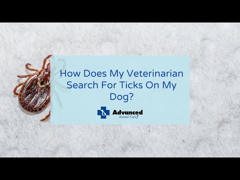 How Does My Veterinarian Search For Ticks On My Dog?
