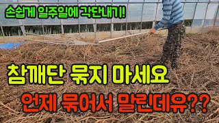 참깨 쉽게 수확하는 방법!!! 저희는 참깨단 묶지 않아유~~ 일주일안에 각단내기!!