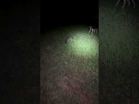 Un chien veut jouer avec un raton laveur mais n'est pas préparé à le faire