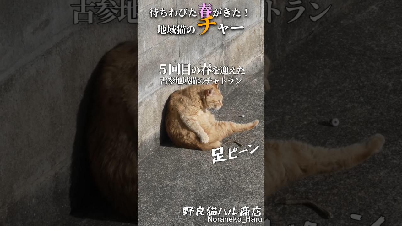 寒い冬を耐え無事に５度目の春を迎えることができた地域猫チャトラン#cat #ねこ