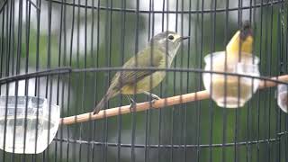 Download lagu PANCINGAN OPIOR JAWA PASTI NYAUT mp3