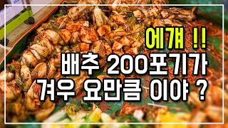 김장하기 : 꼬마 배추 수확과 1M도 더 깊은 김장독에 김치 묻기