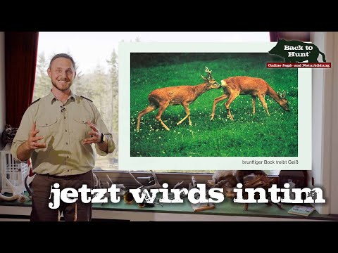 Paarungszeit beim Rehwild | Back to Hunt