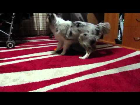 Elky Blue January 2012