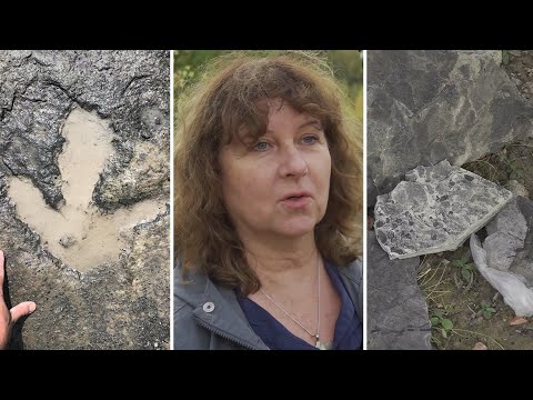 Fotavtryck från dinosaurier – fynd i Skåne kan vara bland världens… | TV4 Nyheterna | TV4 & TV4 Play