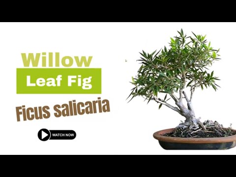, title : 'Willow Leaf Fig | Ficus salicaria | Types of Ficus Plants'